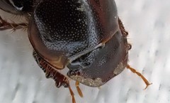 Acrossidius tasmaniae