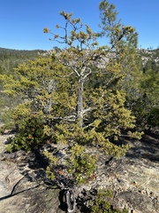 Cupressus abramsiana