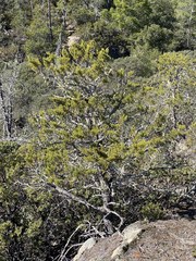 Cupressus abramsiana