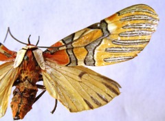 Anaxita decorata