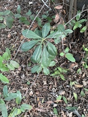 Pittosporaceae