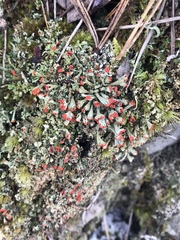 Cladonia didyma