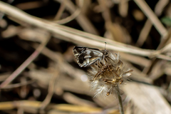 Heliopetes omrina