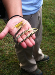 Colaptes auratus auratus