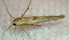 Stathmopoda melanochra