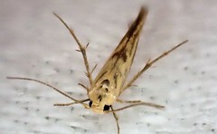 Stathmopoda melanochra