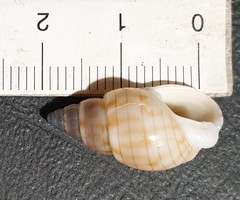 Nassarius particeps