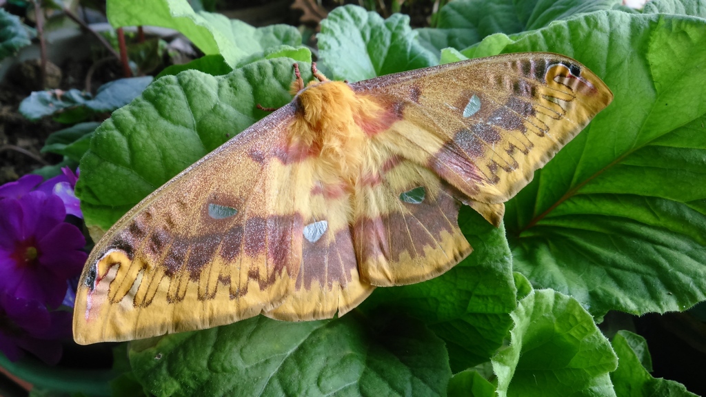 Rhodinia newara