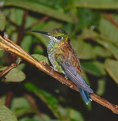 Green-Crowned Brilliant photo 3
