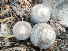 Epithelantha unguispina