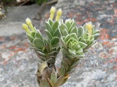 Gnidia imbricata