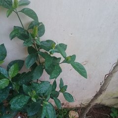 Ecbolium ligustrinum