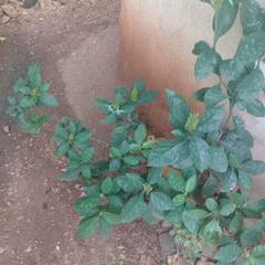 Ecbolium ligustrinum