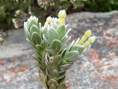 Gnidia imbricata