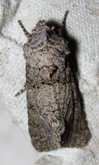 Sympistis perscripta