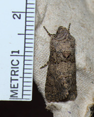 Sympistis perscripta