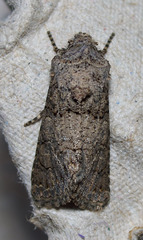 Sympistis perscripta