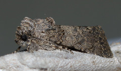 Sympistis perscripta