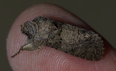 Sympistis perscripta