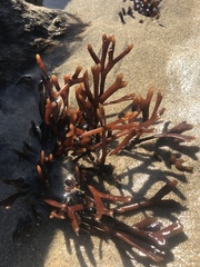 Ahnfeltiopsis linearis