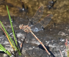 Archaeosynthemis orientalis