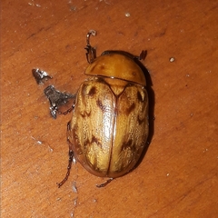 Cyclocephala lunulata