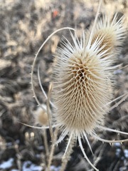 Dipsacus fullonum