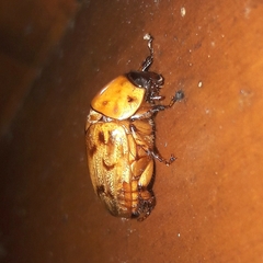 Cyclocephala lunulata