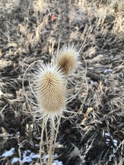 Dipsacus fullonum