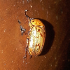 Cyclocephala lunulata