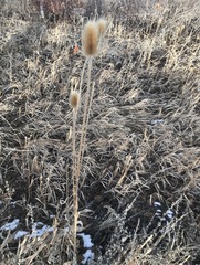 Dipsacus fullonum