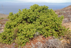 Arctostaphylos viridissima