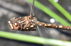 Archaeosynthemis orientalis