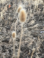 Dipsacus fullonum