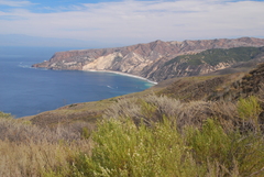 Arctostaphylos viridissima