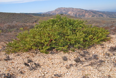 Arctostaphylos viridissima