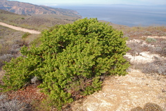 Arctostaphylos viridissima
