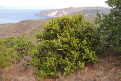 Arctostaphylos viridissima