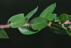 Arctostaphylos viridissima