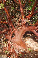 Arctostaphylos viridissima