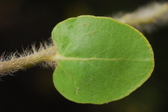 Arctostaphylos viridissima