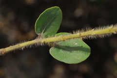 Arctostaphylos viridissima