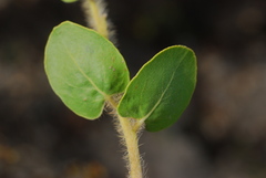 Arctostaphylos viridissima