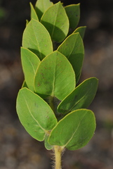 Arctostaphylos viridissima