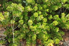 Arctostaphylos viridissima