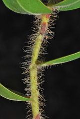 Arctostaphylos viridissima