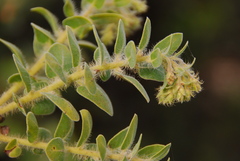 Arctostaphylos viridissima