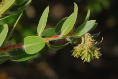 Arctostaphylos viridissima