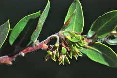 Arctostaphylos viridissima