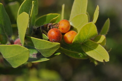 Arctostaphylos viridissima